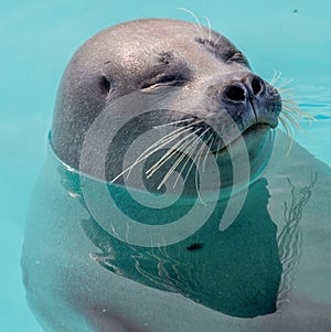 Cute seal in the water