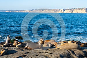 cute sealion in wildlife at sea. sealion in wildlife at ocean. california sealion in wildlife nature