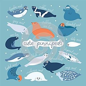 Cute seals or all pinnipeds flat vector graphic photo