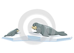 Cute seals family cartoon character design. Small and big gray sea lion lie together on ice floe