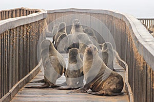 Cute seals frolic on the shores of the Atlantic Ocean in Namibia.