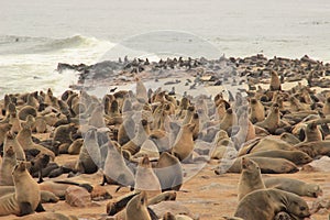 Cute seals frolic on the shores of the Atlantic Ocean in Namibia.