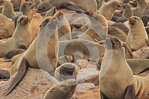 Cute seals frolic on the shores of the Atlantic Ocean in Namibia.