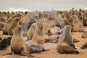 Cute seals frolic on the shores of the Atlantic Ocean in Namibia.