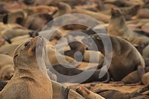 Cute seals frolic on the shores of the Atlantic Ocean in Namibia.