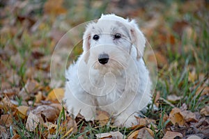 Cute sealyham terrier puppy close up. Welsh border terrier or cowley terrier. Two month old.