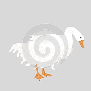 Cute Sebastopol goose. Cartoon vector illustration isolated on grey background.