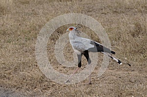 A cute secretary bird , Sagittarius serpentarius