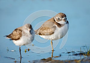 Cute semipalmated plovers, Jamaica Bay Wildlife Re