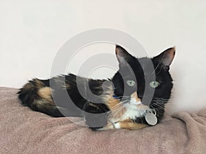 Cute Senior Female Cat | Green eyes