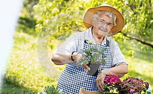 Cute senior woman gathering sapling plant