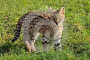 Cute Serval Kitten Standing on Grass