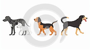 A cute set of dogs. Puppies, dogs walking, strolling. Bull Terrier, English Springer Spaniel, Scottish Deerhound. Flat