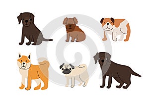 Cute set of dogs puppies. Labrador retriever, poodle puppy, bulldog, akita inu, pug. Vector illustration isolated on white