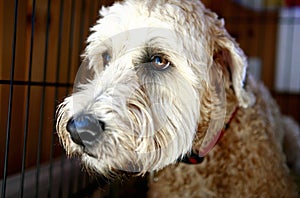 Cute Shaggy Dog photo