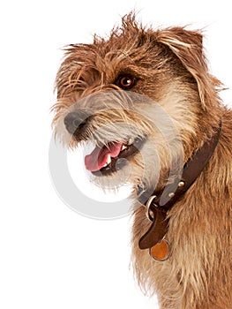 Cute shaggy dog with happy expression.