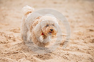 A cute shaggy toy poodle puppy has fun playing with the owner on the shore