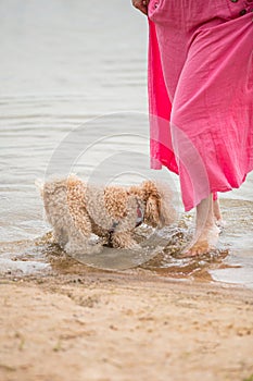 A cute shaggy toy poodle puppy has fun playing with the owner on the shore