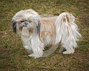 Cute and Shaggy Ungroomed Shih Tzu Dog