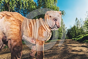 Cute Shar Pei dog standing on rural road