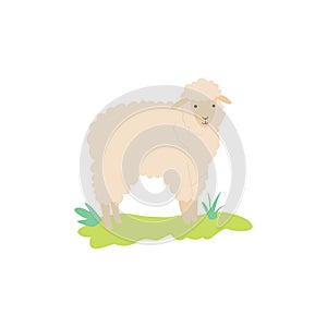 Cute sheep cartoon character or icon flat vector illustration isolated on white.