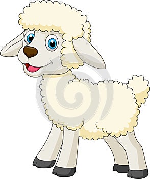 Cute sheep cartoon photo