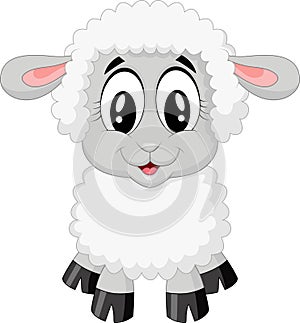 Cute sheep cartoon photo