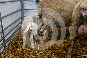 Cute sheep cub with his mother in a farm, agriculture, cattle farming and housing, livestock