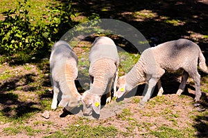 Cute sheep eating grass