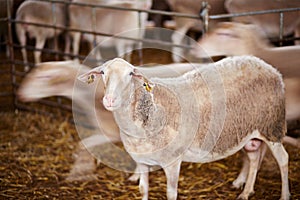 Cute sheep in a farm