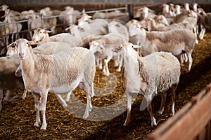 Cute sheep in a farm