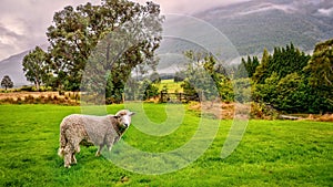 A cute sheep on a farm in New Zealand.