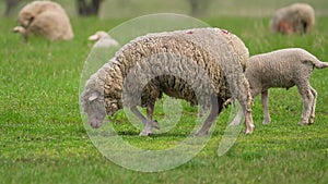 Cute sheep grazing on the meadow. Field and farm animals. Agruculture