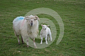 Cute sheep in Ireland on Slea head pennisula