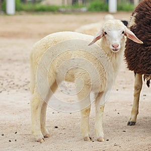 A cute sheep looking directly into the camera.