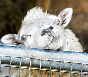 Cute sheep looking at visitors