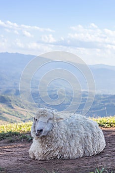 cute sheep on mountain background