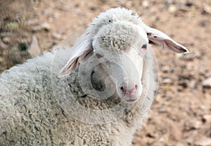 A cute sheep in the mountains area on the outskirts..