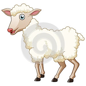 Cute sheep standing on white background