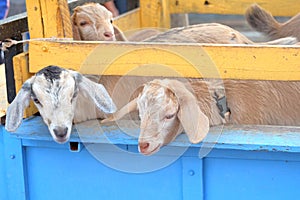 Cute sheep in the wooden fence of corral