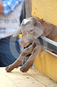 Cute sheep in the wooden fence of corral