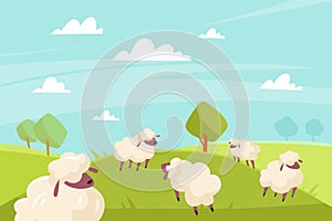 Cute sheeps grazing. Green meadows and blue sky, countryside summer sunny landscape, farm animals outdoors. Cute fluffy