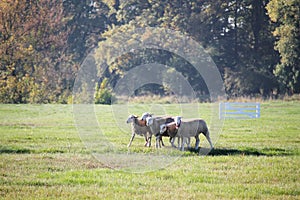 Cute sheeps on a meadow and hundred years old oak trees