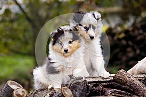Cute Sheltie puppies sitting together at the logs