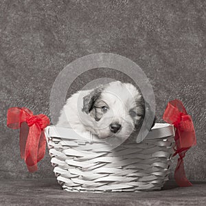 Cute sheperd puppy in basket