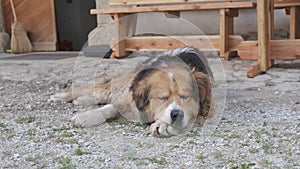 Cute shepherd dog sleeps in fron of vintage house