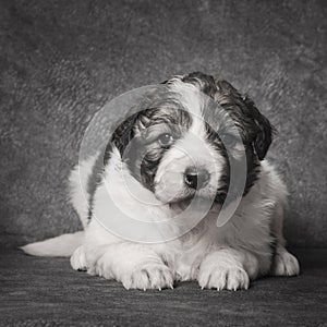 Cute shepherd puppy pet portrait