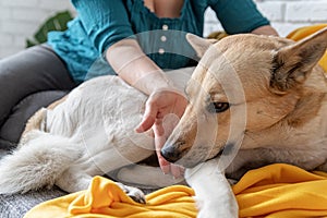 Cute shepherd on the sofa at home