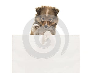 Cute shetland sheepdog sheltie puppy holding a white board