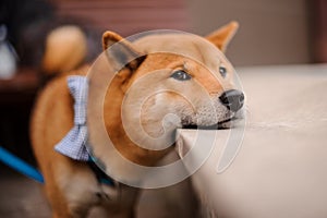 Cute Shiba Inu in the blue butterfly on the leash standing putting chin on stone